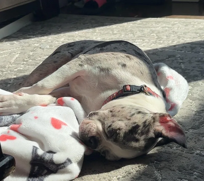 A baby small-sized male Boston Terrier dog named Tiger in MO for adoption in Elkhorn, NE