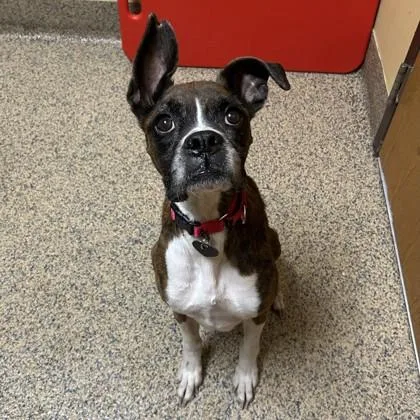 An adult large-sized female Boxer dog named Allison for adoption in Merriam, KS
