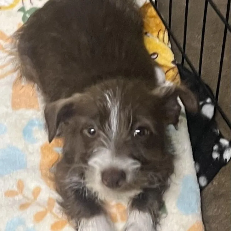 A baby small-sized male Brown / Chocolate Miniature Schnauzer dog named Gadget for adoption in Los Angeles, CA