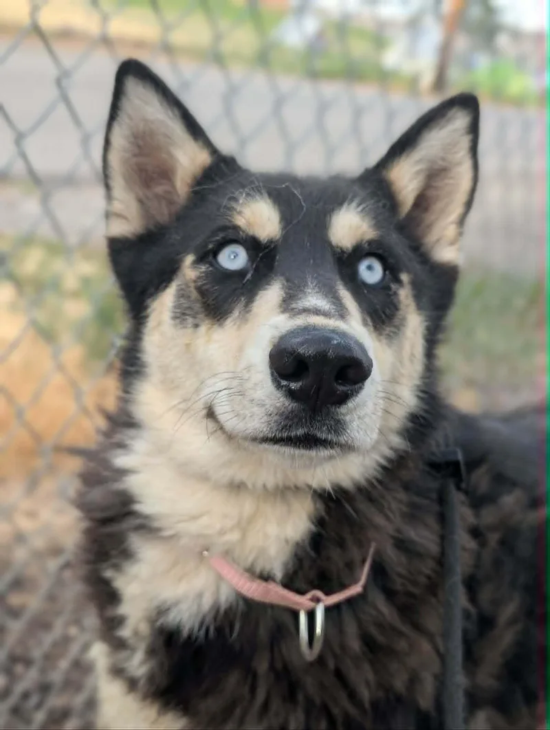A young large-sized female Husky dog named Ruby for adoption in Cottonwood Heights, UT