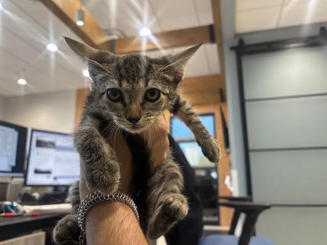 A baby small-sized female Domestic Short Hair cat named Finny for adoption in Garland, TX