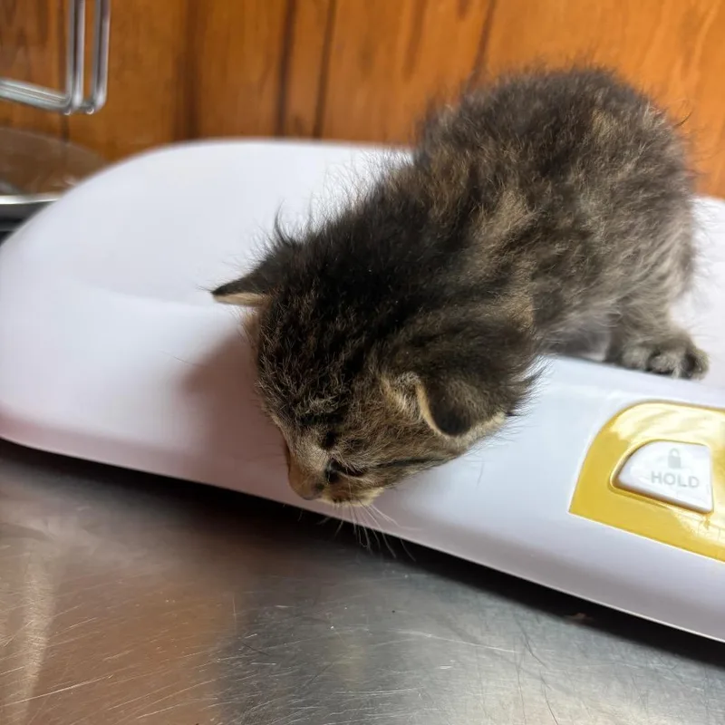 A baby small-sized male Brown / Chocolate American Shorthair cat named Lentil for adoption in Greenfield, IN