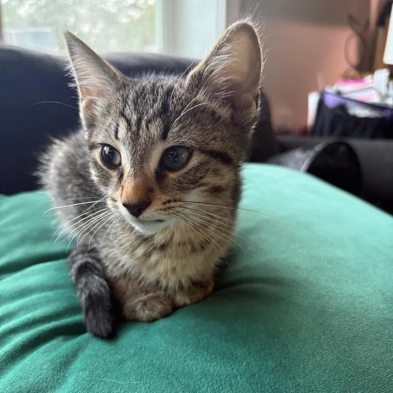Lentil thumbnail 2