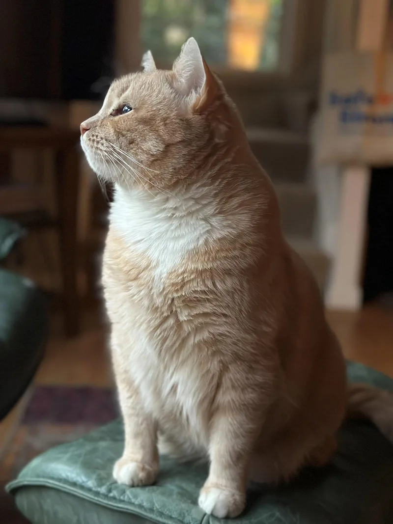An adult medium-sized male British Shorthair cat named Boris Offered for adoption in Hillsboro, OR