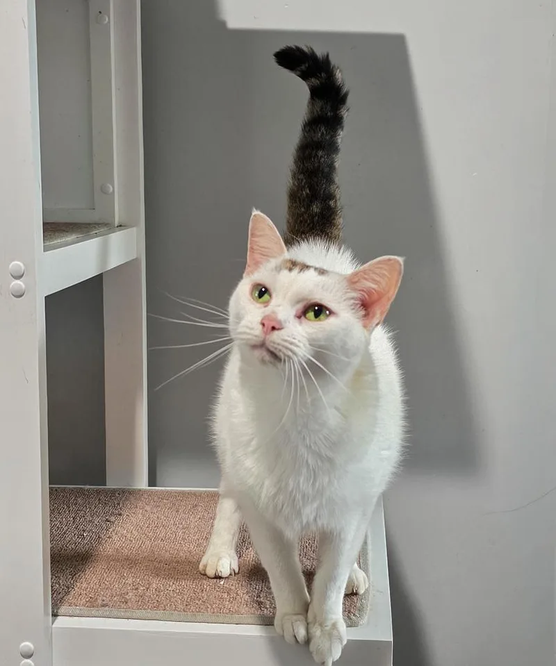 A young small-sized female White Domestic Short Hair cat named Pearl June for adoption in Lewisburg, TN