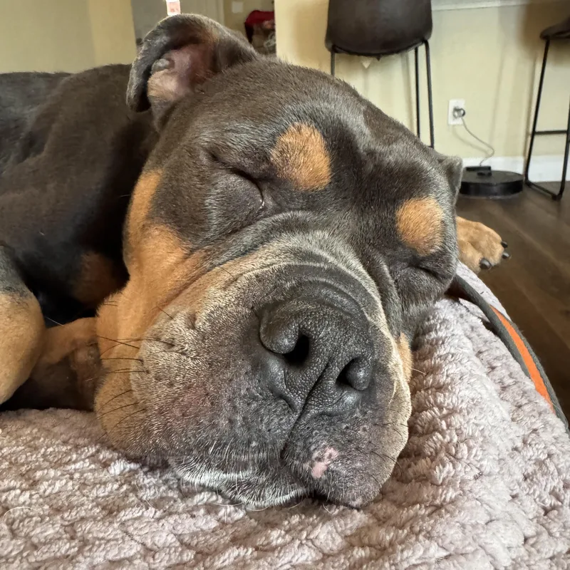 Buster Brown