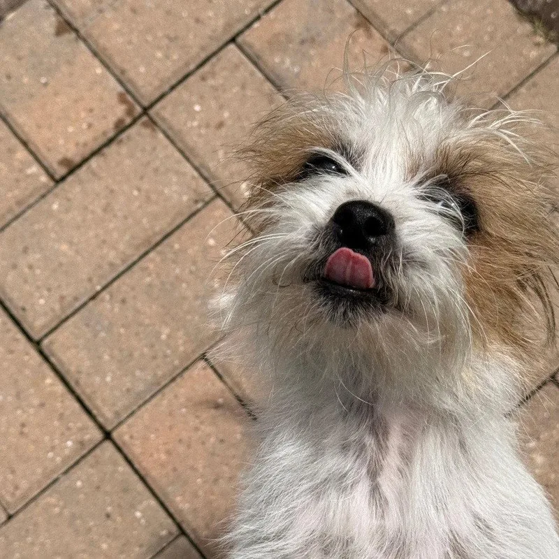 An adult small-sized female Terrier dog named Zev for adoption in Dallas, TX