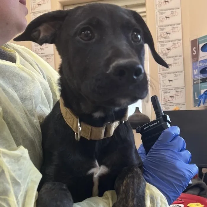 A baby medium-sized female Black Shepherd dog named Shaggy for adoption in Kanab, UT