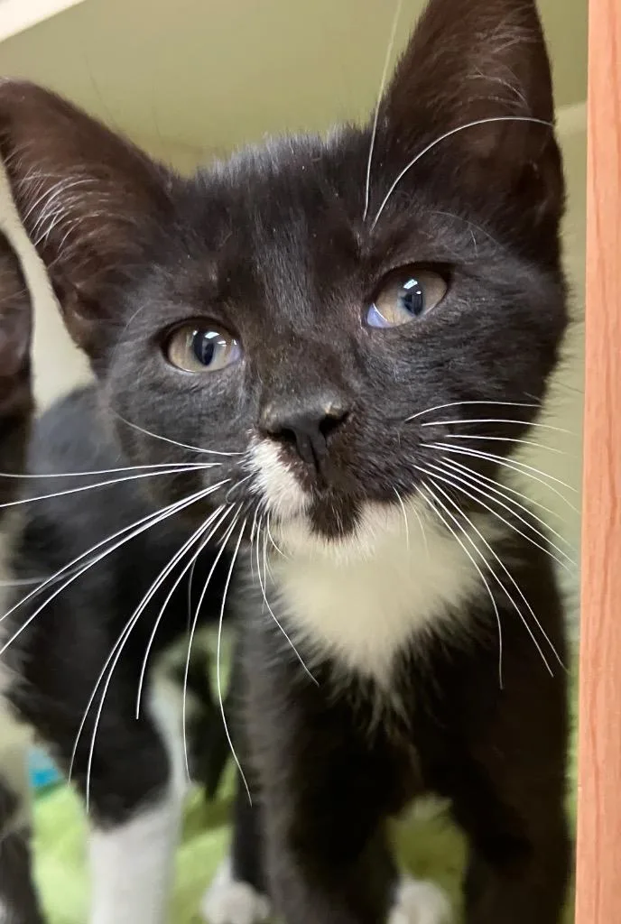 A baby medium-sized female Domestic Short Hair cat named Val for adoption in Christiansburg, VA