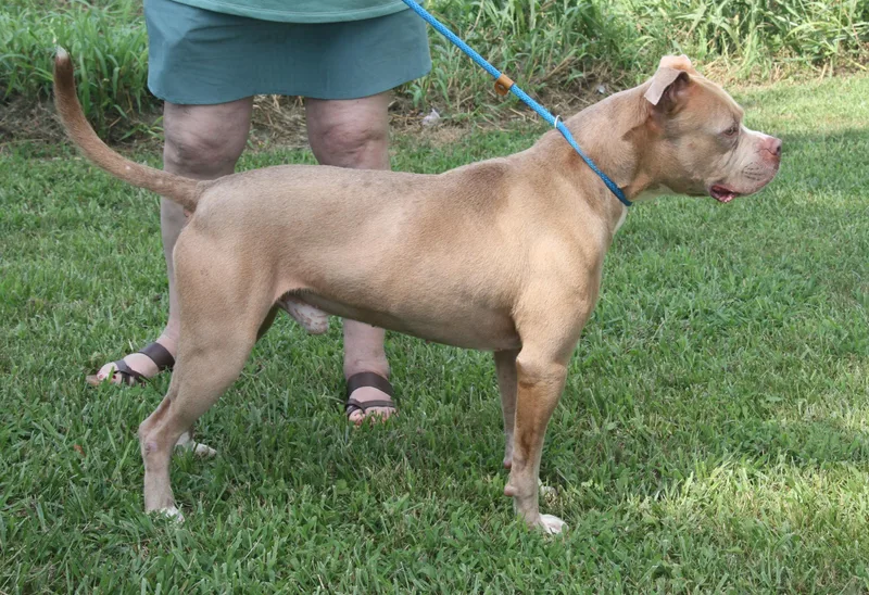 Beefcake thumbnail 2