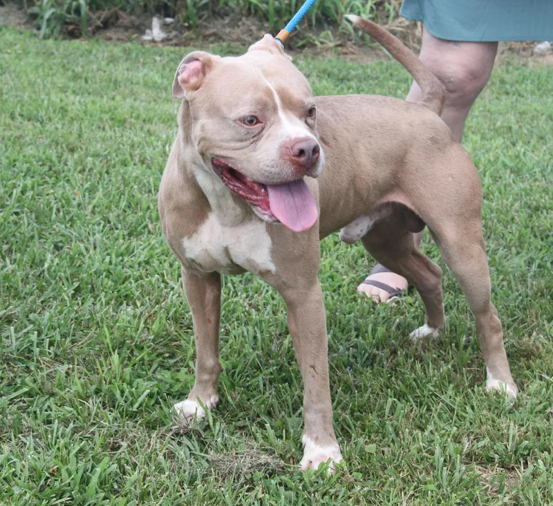 Beefcake thumbnail 3