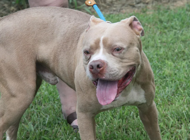 Beefcake thumbnail 4