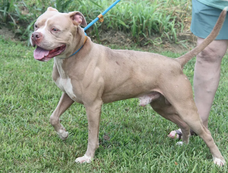 Beefcake thumbnail 5