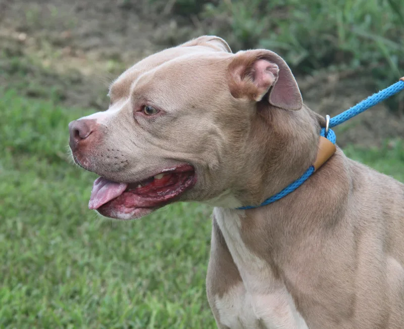 Beefcake thumbnail 6