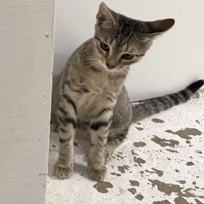 A young small-sized female Domestic Short Hair cat named Gouda for adoption in Hilton Head Island, SC