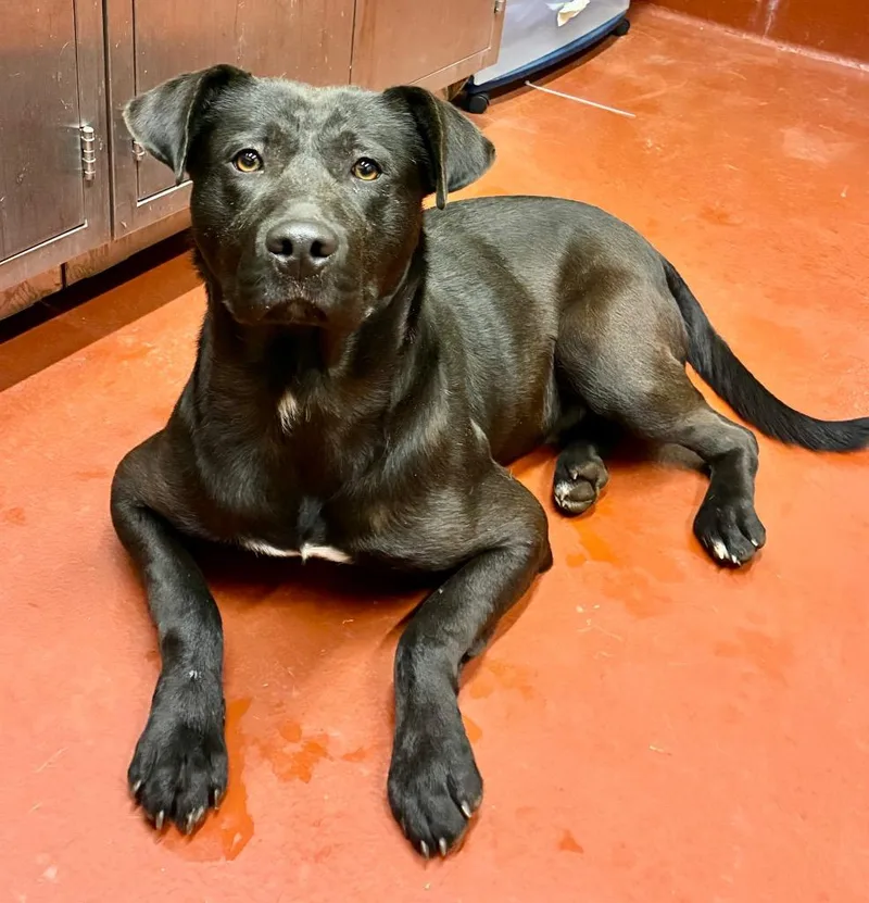 A young large-sized male Labrador Retriever dog named Stefan for adoption in Douglasville, GA