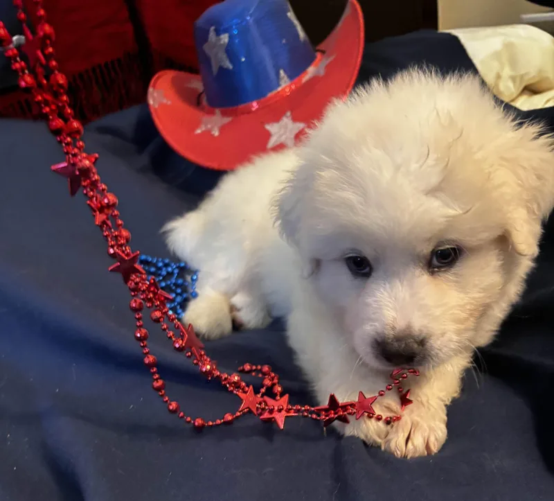 A baby large-sized female Great Pyrenees dog named Justice DFW of the for adoption in Quinlan, TX