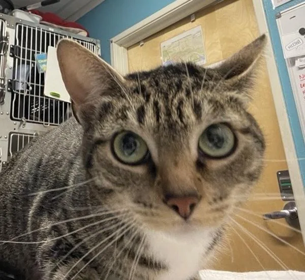 An adult medium-sized female Domestic Short Hair cat named Daisy for adoption in Escondido, CA