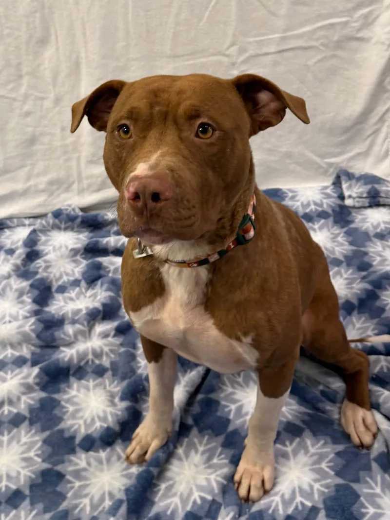 An adult medium-sized male Red / Chestnut / Orange Pit Bull Terrier dog named Shaboozy for adoption in Martinsville, IN