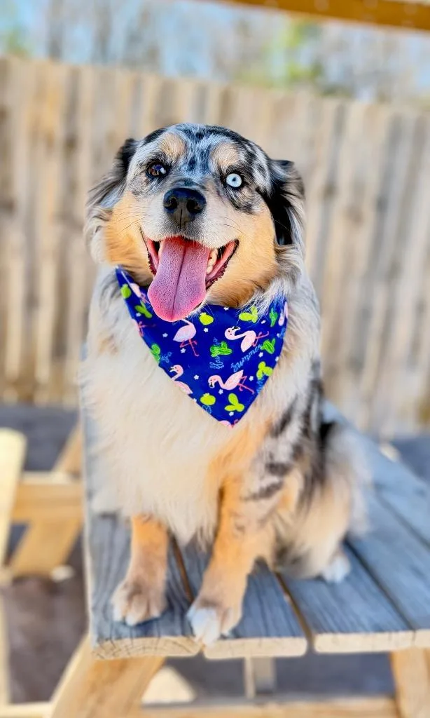 An adult medium-sized female Australian Shepherd dog named Jazzi for adoption in Muskegon, MI
