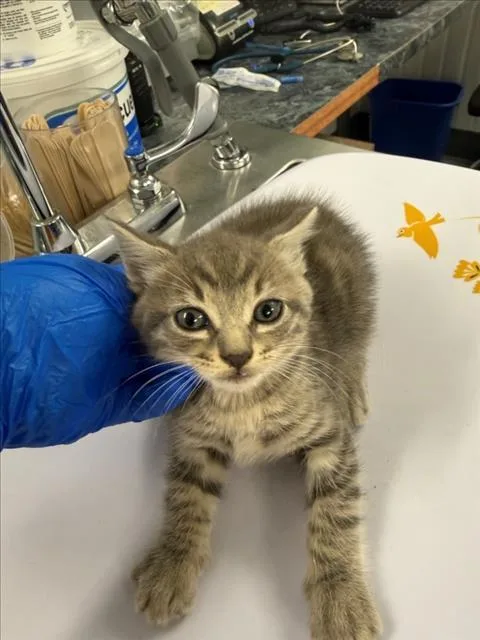A baby small-sized male Gray / Blue / Silver Domestic Short Hair cat named Jalapeno for adoption in Woodland, CA