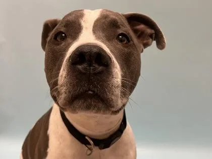 An adult large-sized female Pit Bull Terrier dog named Drax for adoption in Golden Valley, MN