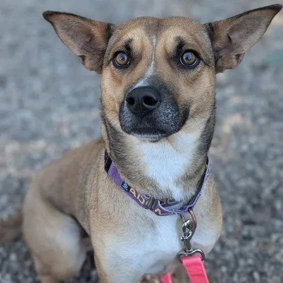 A young medium-sized female Mixed Breed dog named Chai for adoption in West Olive, MI