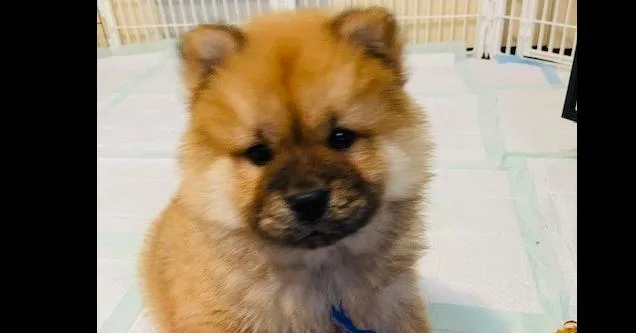 A baby medium-sized male Red / Chestnut / Orange Chow Chow dog named Dave for adoption in Richardson, TX