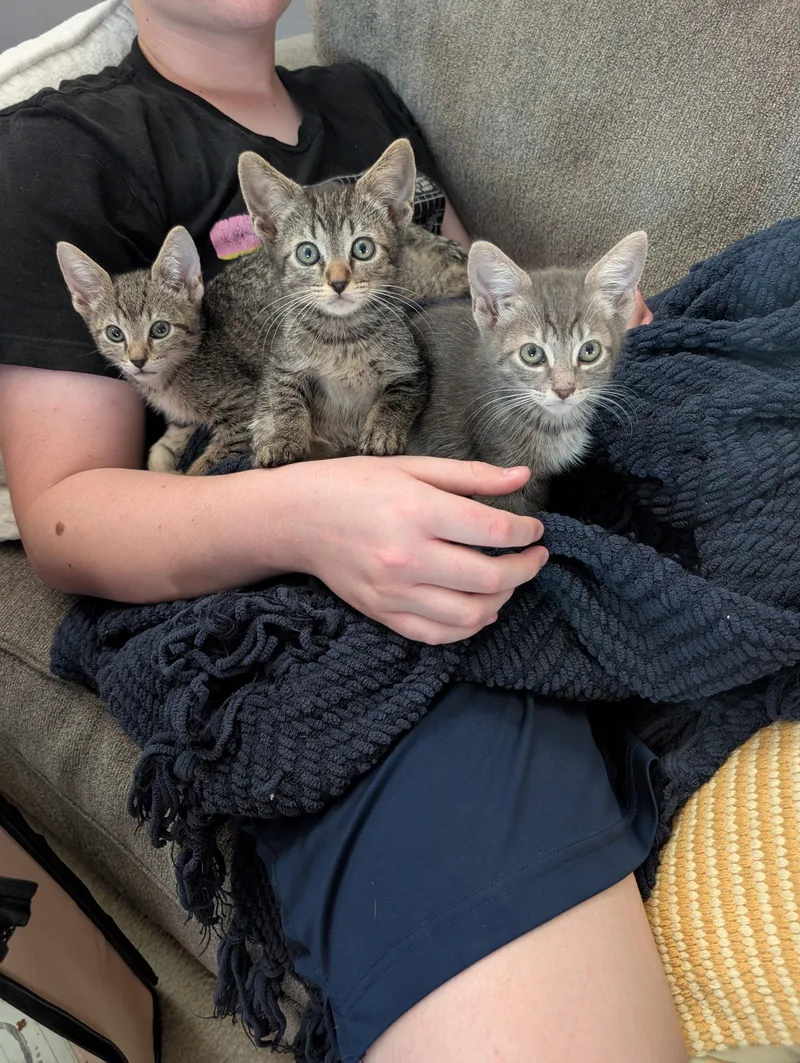 A baby medium-sized male Domestic Short Hair cat named Craig for adoption in Glendale, AZ