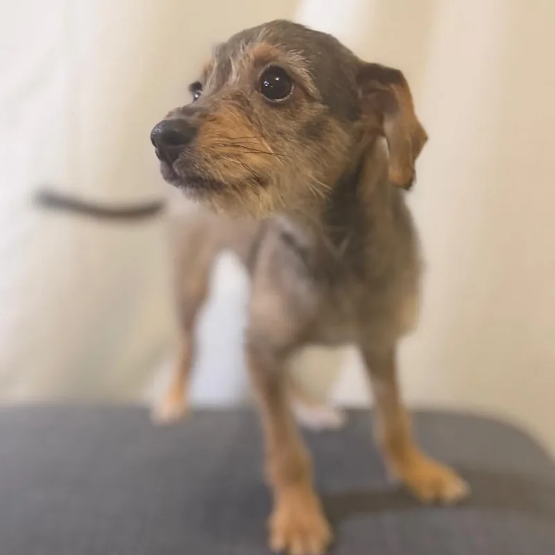 A baby small-sized female Terrier dog named Lana Winters for adoption in Las Vegas, NV