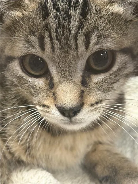 A baby small-sized male Domestic Short Hair cat named A for adoption in Chatsworth, CA