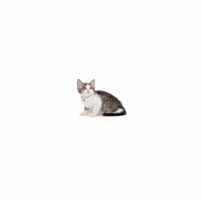 A baby small-sized female Brown / Chocolate Domestic Short Hair cat named Avocado for adoption in Playa Vista, CA