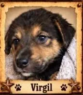 A baby medium-sized male Mixed Breed dog named Virgil Earp for adoption in Mesa, AZ