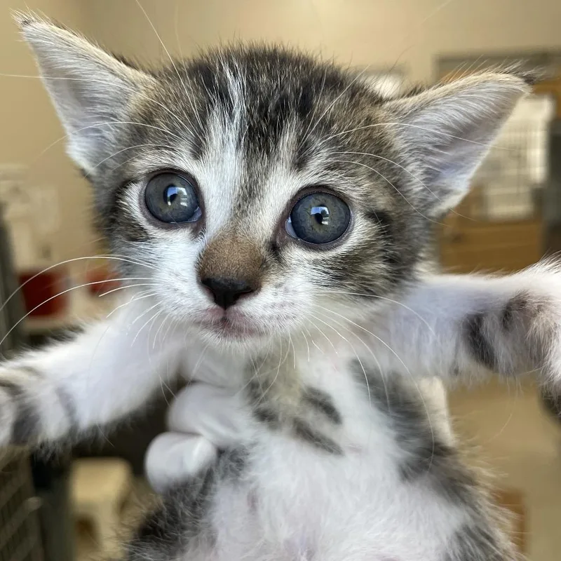A baby medium-sized female Brown / Chocolate Domestic Short Hair cat named Apple for adoption in Jacksonville, FL