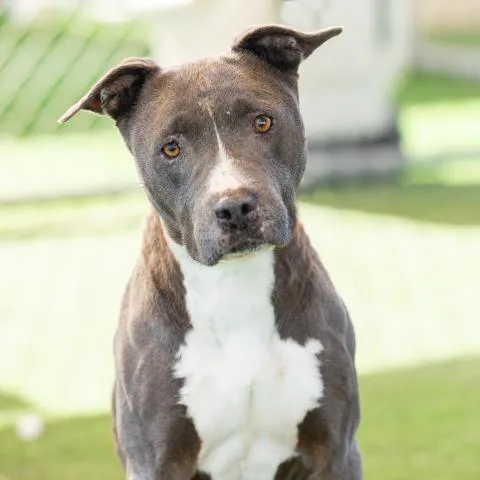 An adult large-sized female Pit Bull Terrier dog named Odessa for adoption in Camarillo, CA