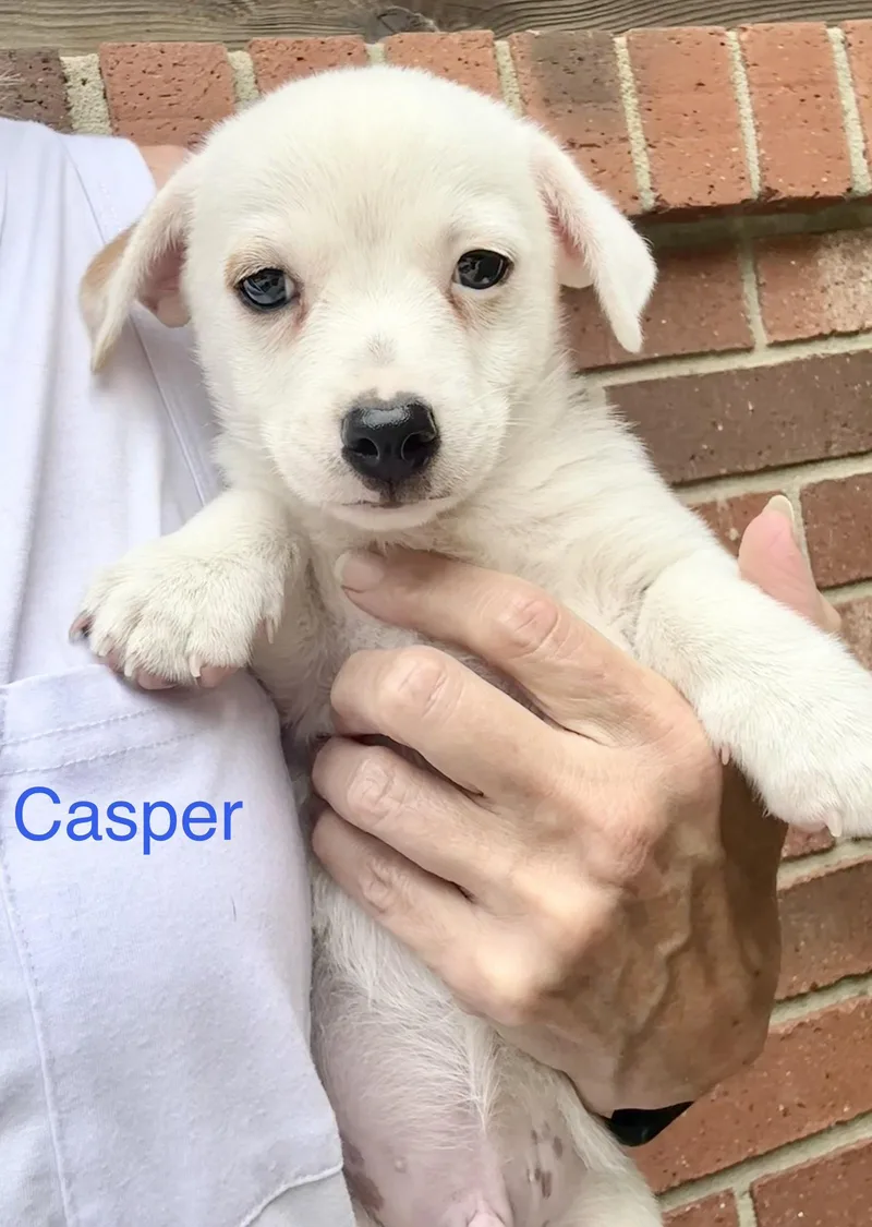 Casper  Chunk and thumbnail 5
