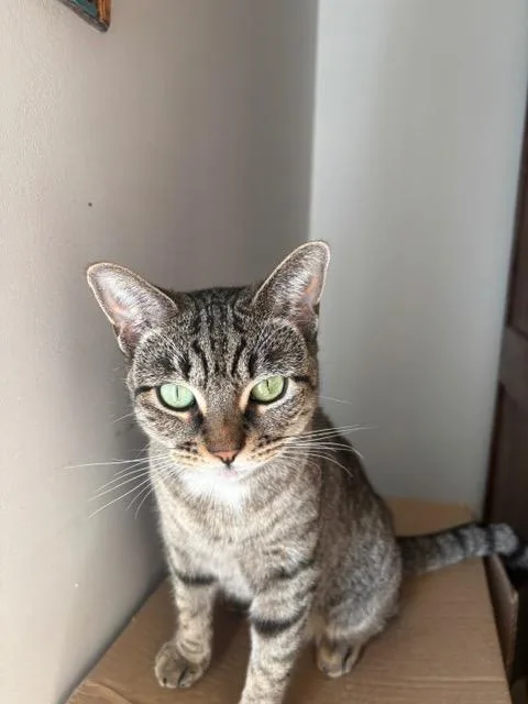 A young medium-sized female Domestic Short Hair cat named Pippa for adoption in New York, NY