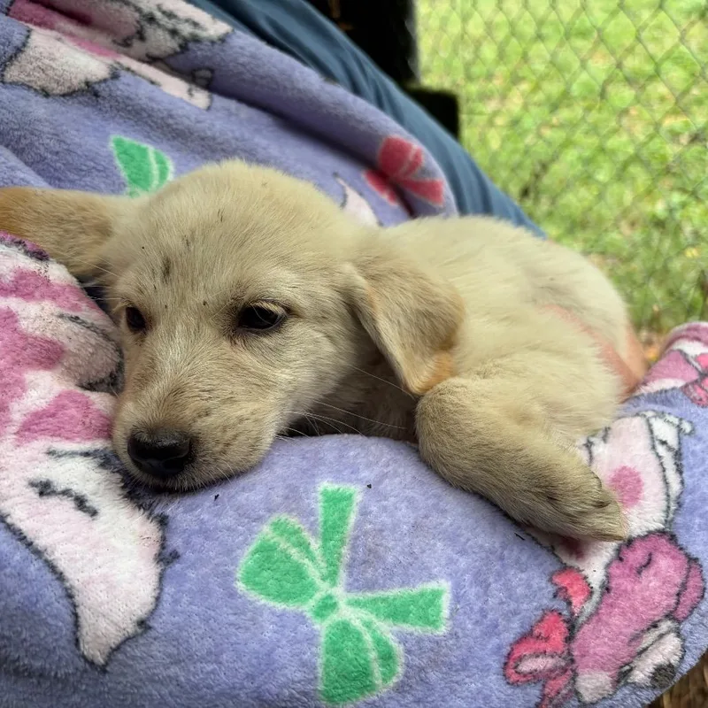 A baby large-sized female Yellow / Tan / Blond / Fawn Great Pyrenees dog named Aurora for adoption in Sequatchie, TN