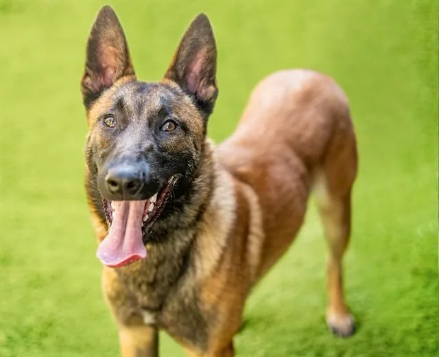 Chico