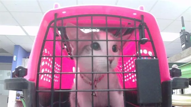 A young small-sized female Domestic Short Hair cat named Purr for adoption in Omaha, NE
