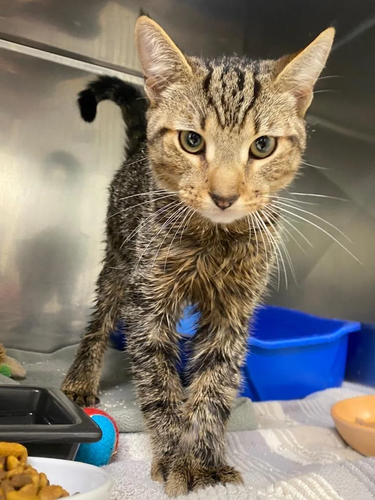 A young medium-sized male Domestic Short Hair cat named Nelson for adoption in Fall River, MA