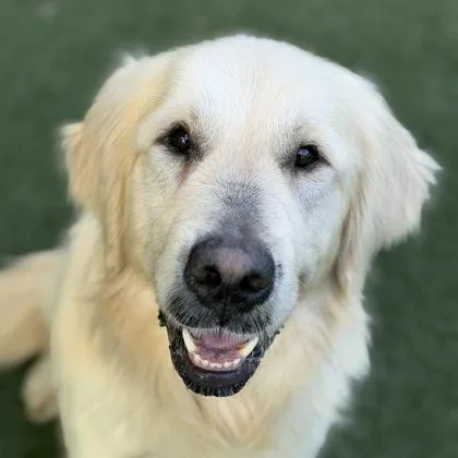 Casper The Friendly Golden