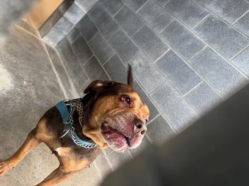 An adult large-sized male Pit Bull Terrier dog named Spice OS for adoption in Chickamauga , GA
