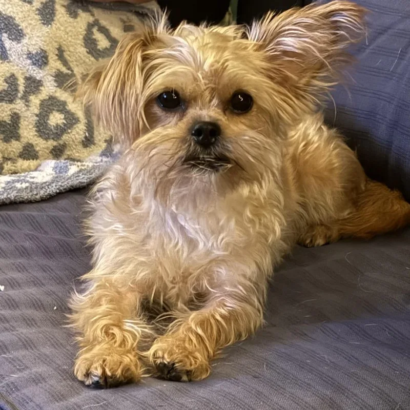 An adult small-sized female Yorkshire Terrier dog named Coco Yorkie for adoption in Festus, MO
