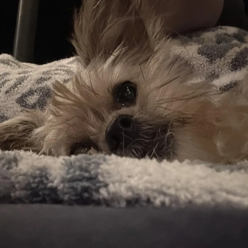 Coco Yorkie thumbnail 2