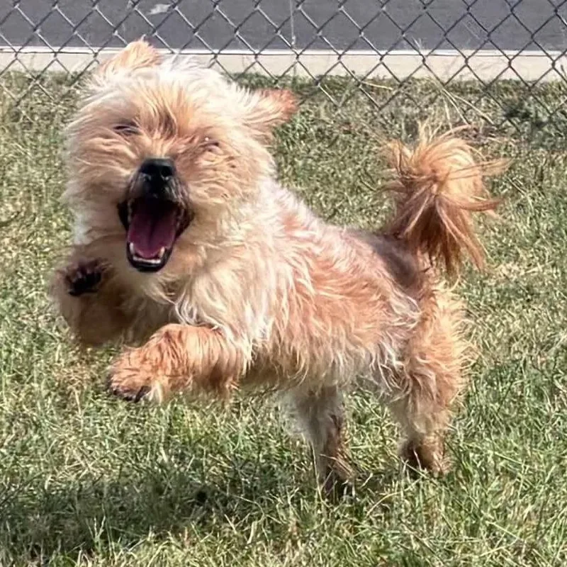 Coco Yorkie thumbnail 3
