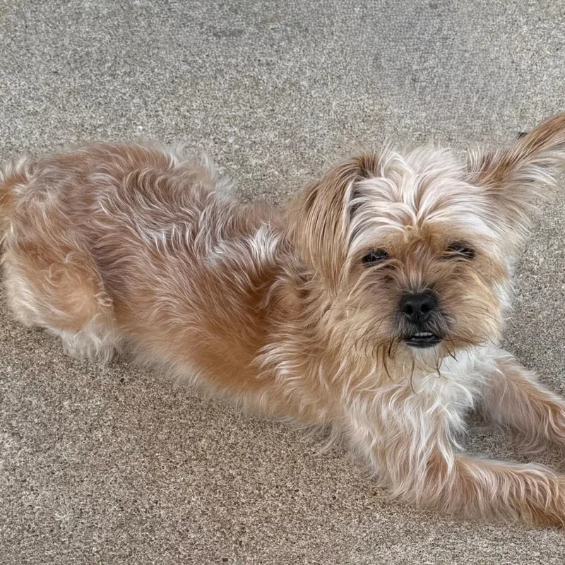 Coco Yorkie thumbnail 4