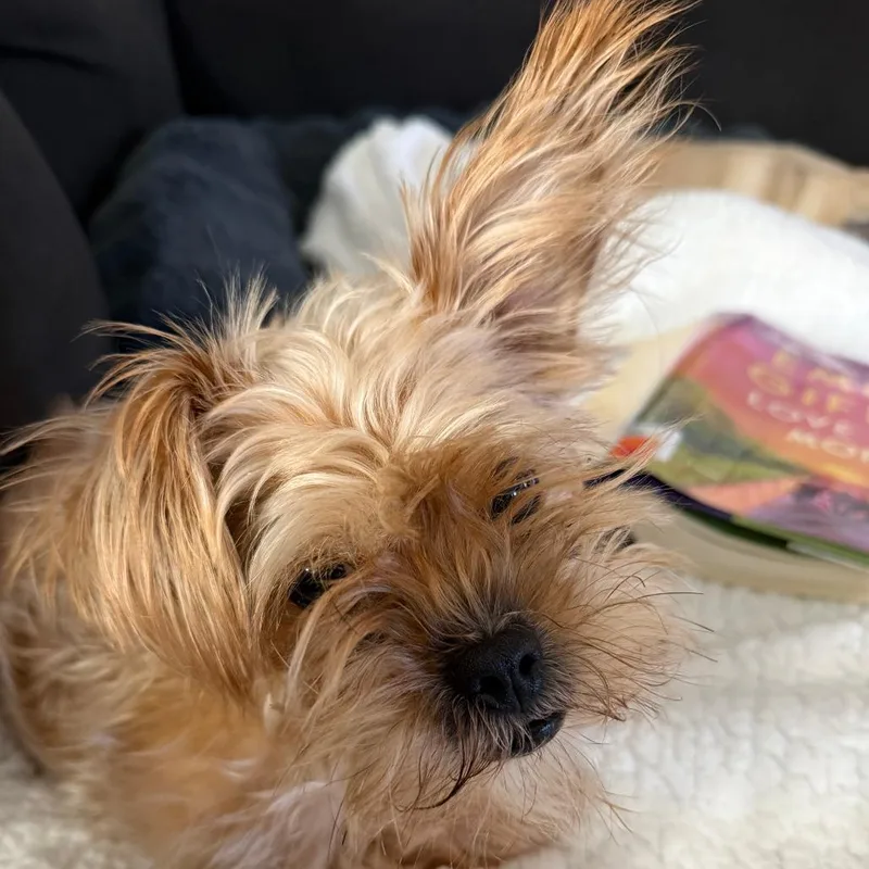 Coco Yorkie thumbnail 5