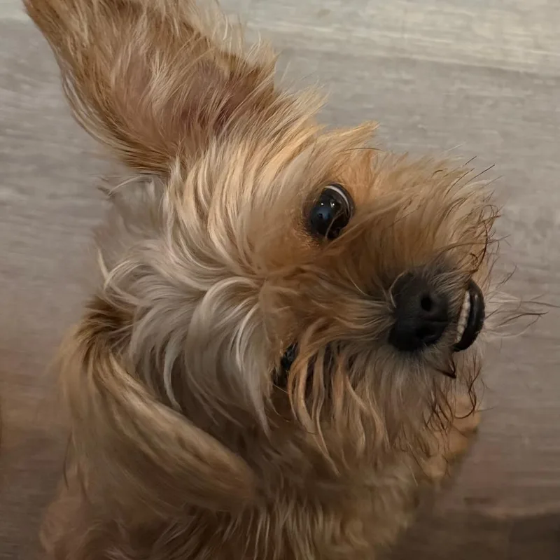 Coco Yorkie thumbnail 6