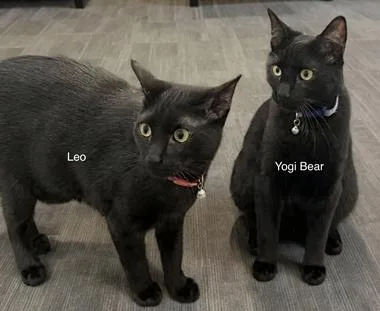Leoh & Yogibearh thumbnail 2